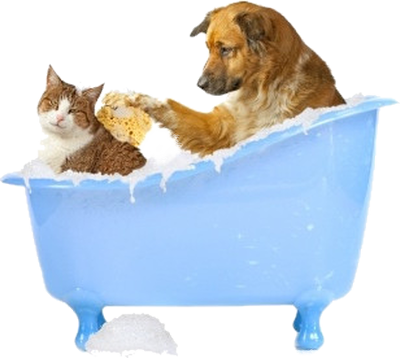 mycie psa i kota w wannie